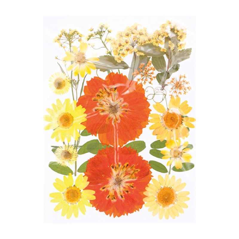 Fleurs séchées pressées - Artemio