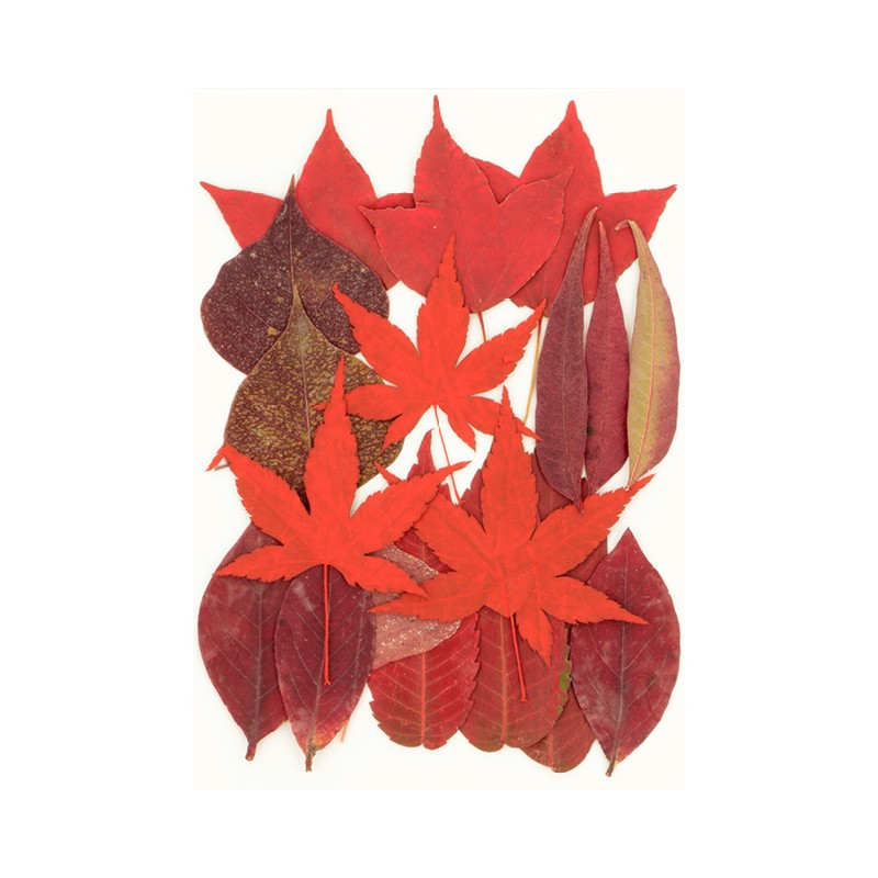 Fleurs séchées pressées - Artemio