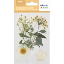 Fleurs séchées pressées - Artemio