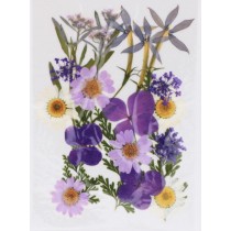 Fleurs séchées pressées - Artemio