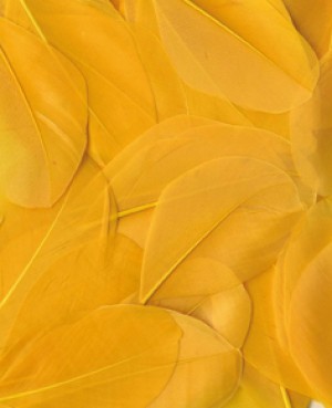Plumes jaunes 6 cm - Artemio