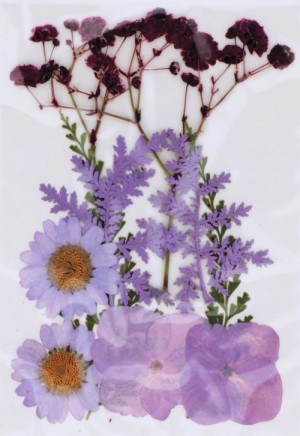 Fleurs séchées pressées - Artemio