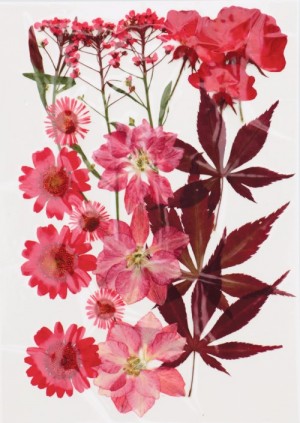 Fleurs séchées pressées - Artemio