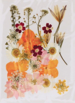 Fleurs séchées pressées - Artemio