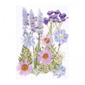 Fleurs séchées pressées - Artemio