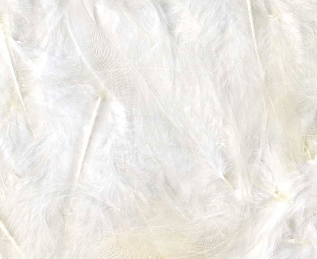 Plumes blanches 12 cm - Artemio