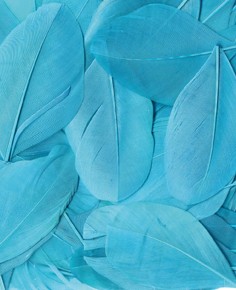 Plumes turquoise 6 cm - Artemio