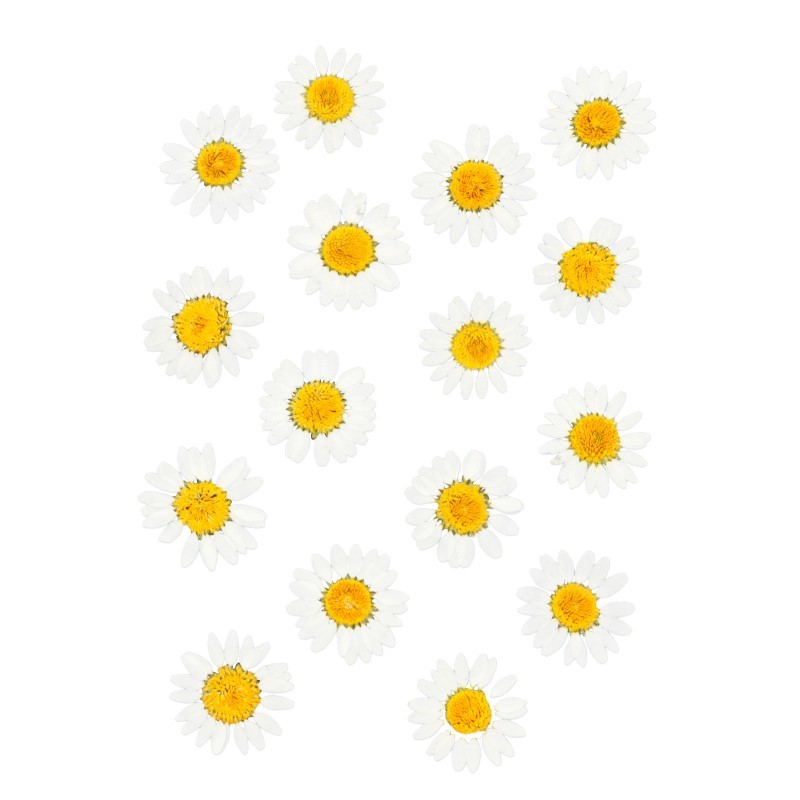 Geperste droogbloemen - Artemio