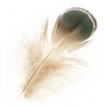 10 plumes colorées - Artemio