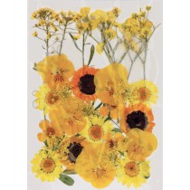 Geperste droogbloemen - Artemio