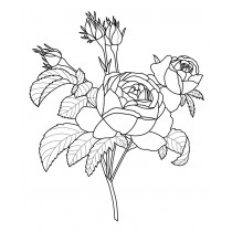 Stempel rozen 50x60 mm - hout - Artemio