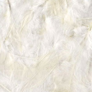 Plumes blanches 12 cm - Artemio