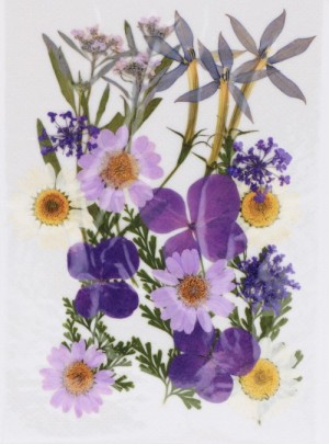 Geperste droogbloemen - Artemio