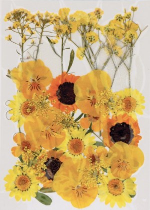 Geperste droogbloemen - Artemio